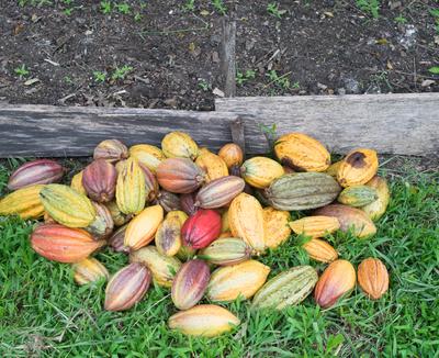 My Journey Through Southern Belize: Cacao Farming & Harvesting (Part 1)
